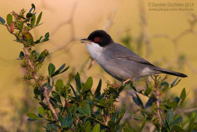 Sardinian Warbler (Sylvia melanocephala)