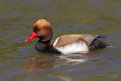 Red-crested Pochard (Netta rufina)