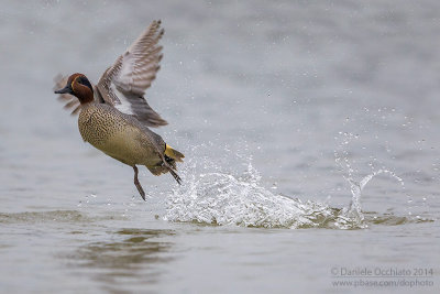 Eurasian Teal (Anas crecca)