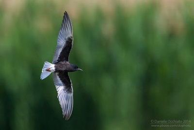 White-winged Tern (Chlydonias leucopterus)