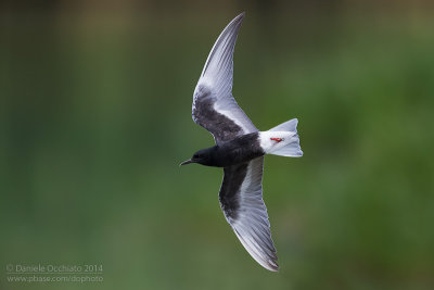 White-winged Tern (Chlydonias leucopterus)