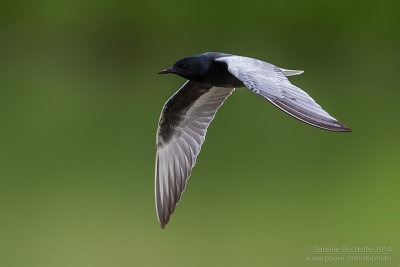White-winged Tern (Chlydonias leucopterus)