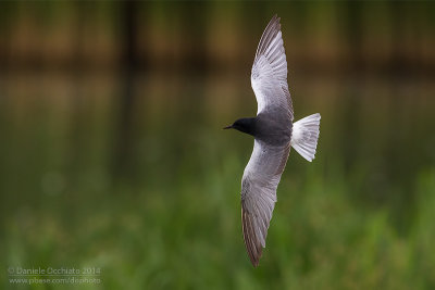 White-winged Tern (Chlydonias leucopterus)