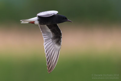 White-winged Tern (Chlydonias leucopterus)