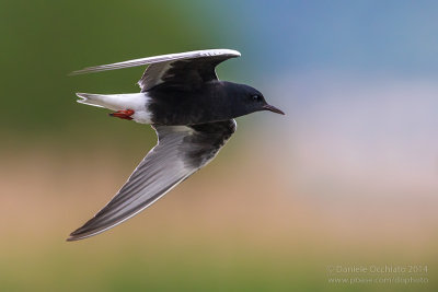 White-winged Tern (Chlydonias leucopterus)