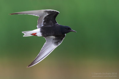 White-winged Tern (Chlydonias leucopterus)