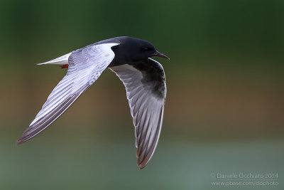 White-winged Tern (Chlydonias leucopterus)