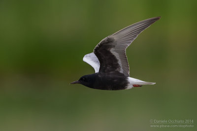 White-winged Tern (Chlydonias leucopterus)