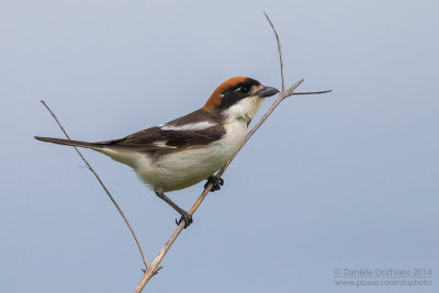 Woodchat Shrike (Lanius senator)