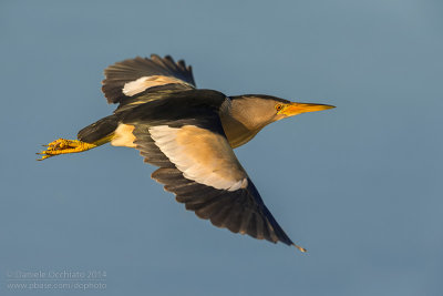Little Bittern (Ixobrychus minutus)