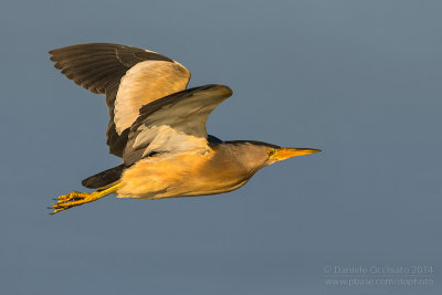 Little Bittern (Ixobrychus minutus)