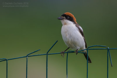 Woodchat Shrike (Lanius senator)