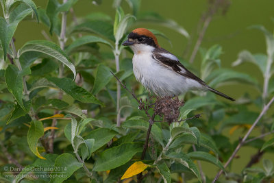 Woodchat Shrike (Lanius senator)