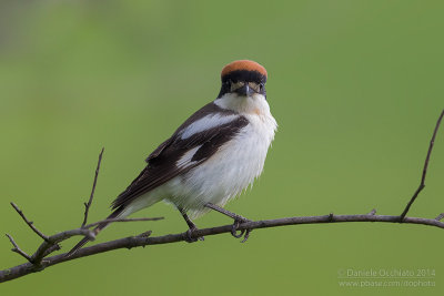 Woodchat Shrike (Lanius senator)