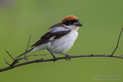 Woodchat Shrike (Lanius senator)