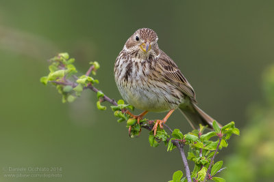 Corn Bunting (Miliaria calandra)