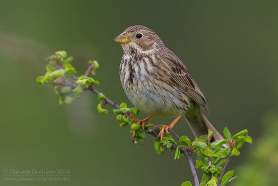 Corn Bunting (Miliaria calandra)