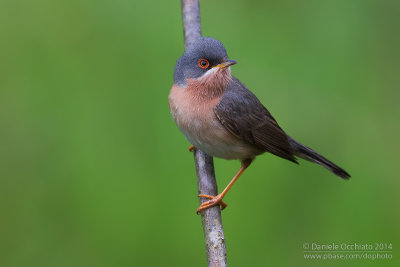 Moltoni's Warbler (Sylvia subalpina)