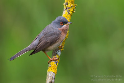 Moltoni's Warbler (Sylvia subalpina)