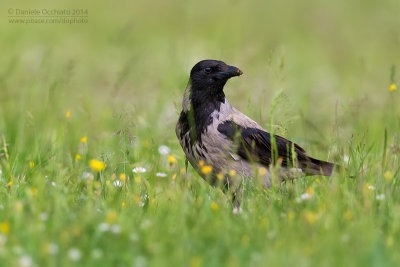 Hooded Crow (Corvus cornix)