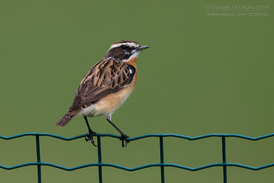 Winchat (Saxicola rubetra)