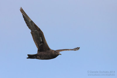 Arctic Skua (Stercorarius parasiticus)