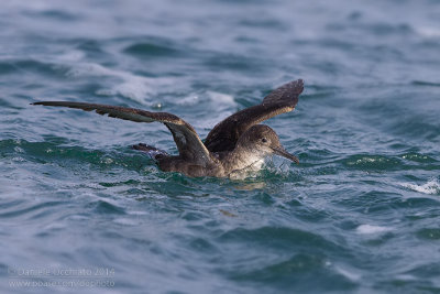 Balearic Shearwater (Puffinus mauretanicus)