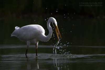 Great White Egret (Egretta alba)