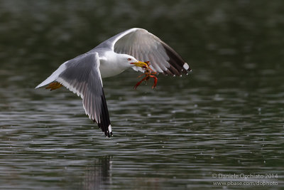 Yellow-legged Gull (Larus michahellis)