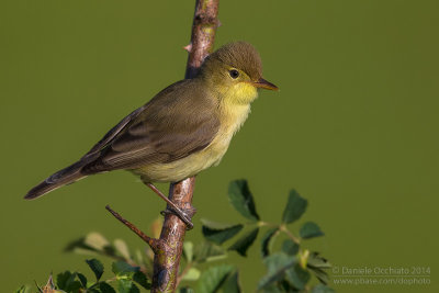 Melodious Warbler (Hippolais polyglotta)