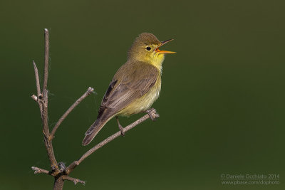 Melodious Warbler (Hippolais polyglotta)