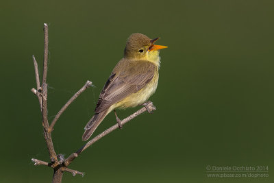 Melodious Warbler (Hippolais polyglotta)