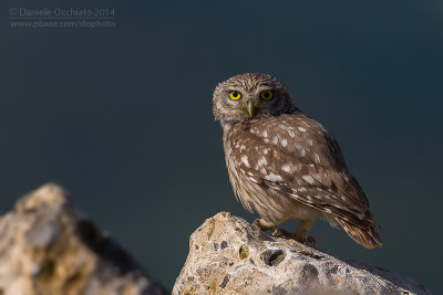 Little Owl (Athene noctua)