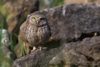 Little Owl (Athene noctua)