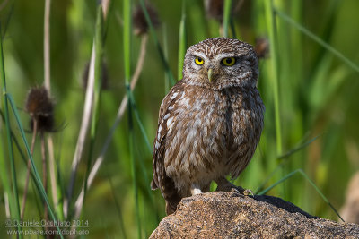 Little Owl (Athene noctua)