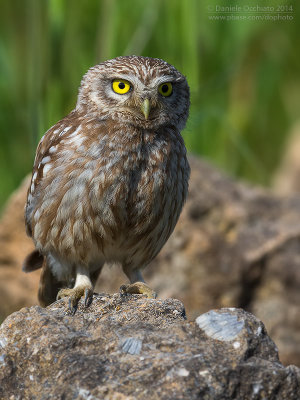 Little Owl (Athene noctua)