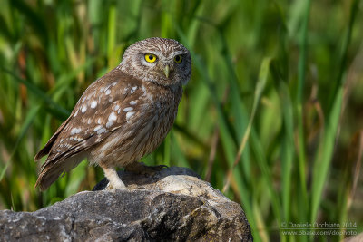 Little Owl (Athene noctua)