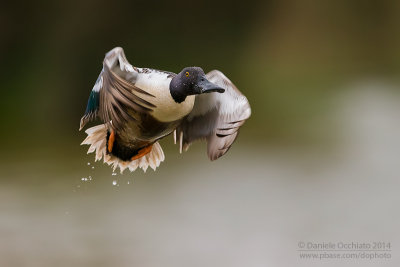 Northern Shoveler (Anas clypeata)