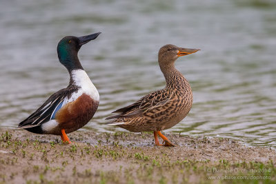 Northern Shoveler (Anas clypeata)