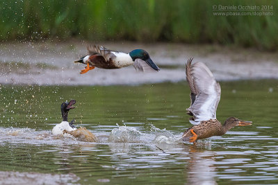 Northern Shoveler (Anas clypeata)