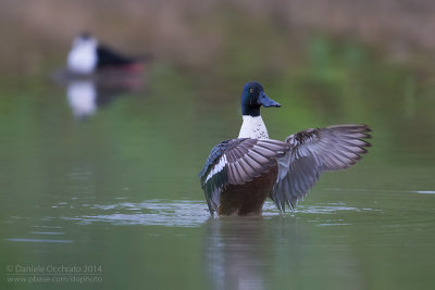 Northern Shoveler (Anas clypeata)