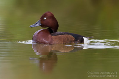 Ferruginous Duck (Aythya nyroca)