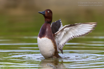 Ferruginous Duck (Aythya nyroca)