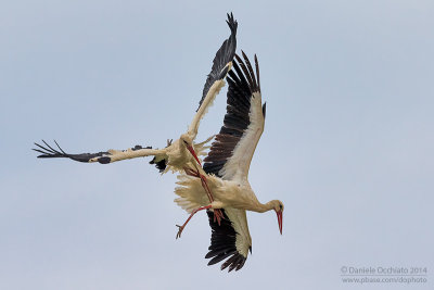 White Stork (Ciconia ciconia)