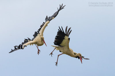 White Stork (Ciconia ciconia)