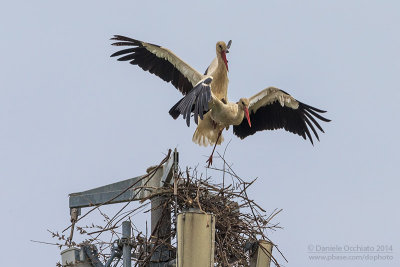 White Stork (Ciconia ciconia)