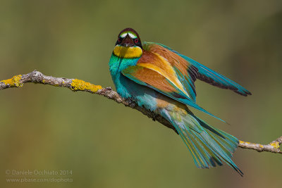 Bee-eater (Merops apiaster)