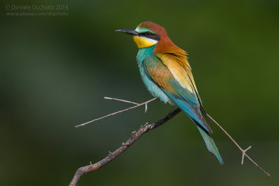 Bee-eater (Merops apiaster)