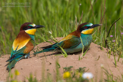 Bee-eater (Merops apiaster)