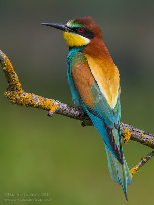 Bee-eater (Merops apiaster)